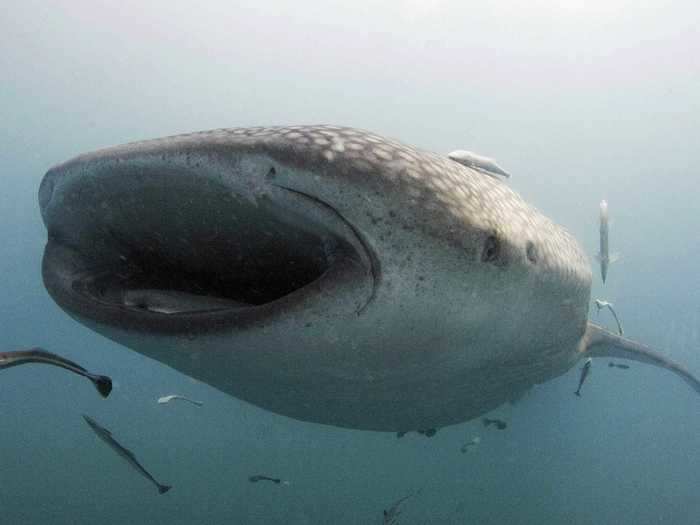 The whale shark is the largest fish in the ocean.