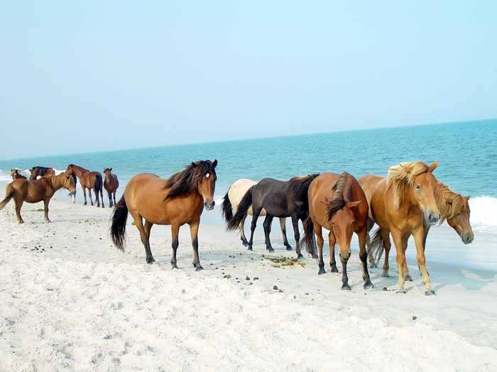 MARYLAND: Assateague Island