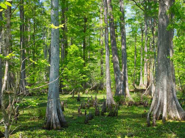 LOUISIANA: Bayou Bartholomew