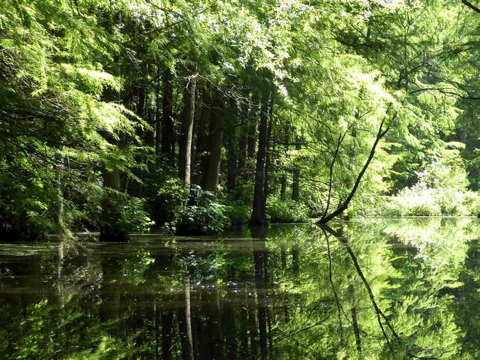 DELAWARE: Cypress Swamp