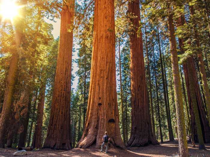 CALIFORNIA: Sequoia National Park