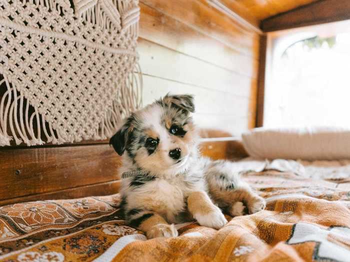 Van life makes for challenges, too, such as raising a puppy on the road.