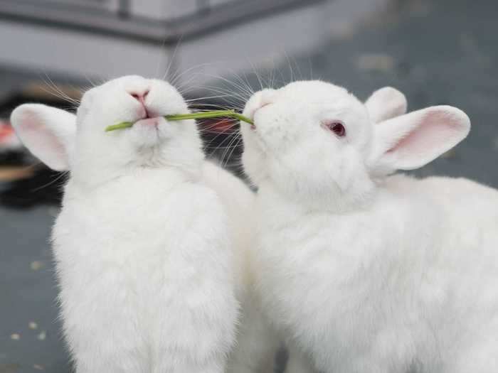 Can two rabbits live together in the same hutch?