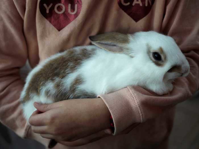 Is neutering or spaying a rabbit really necessary if you don