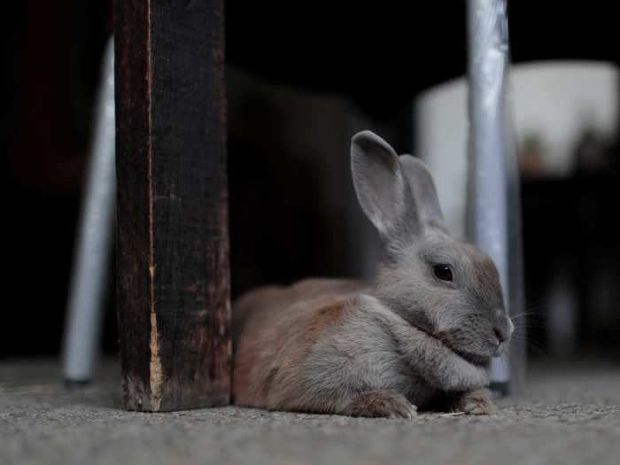 Do rabbits actually have distinct personalities?