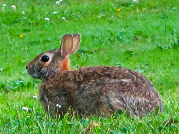 Is it possible to be allergic to rabbits?