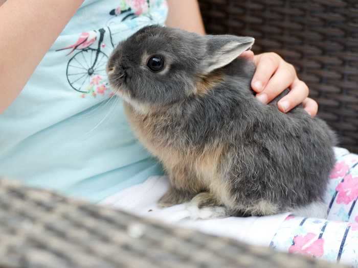 Are rabbits good "starter" pets for kids?