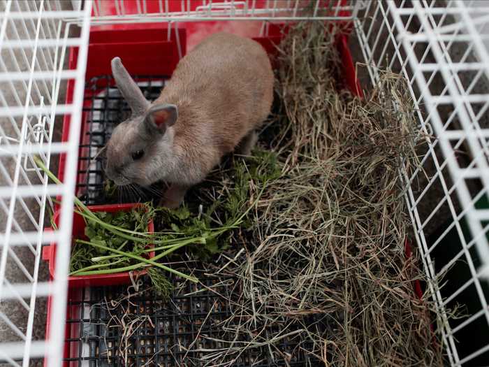 Should you give a rabbit regular baths?