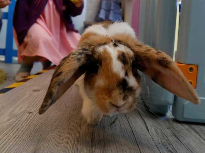 Can you potty train a rabbit?