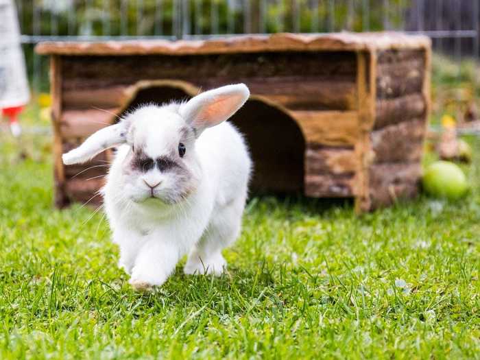 Is it safe to walk a rabbit in a harness?