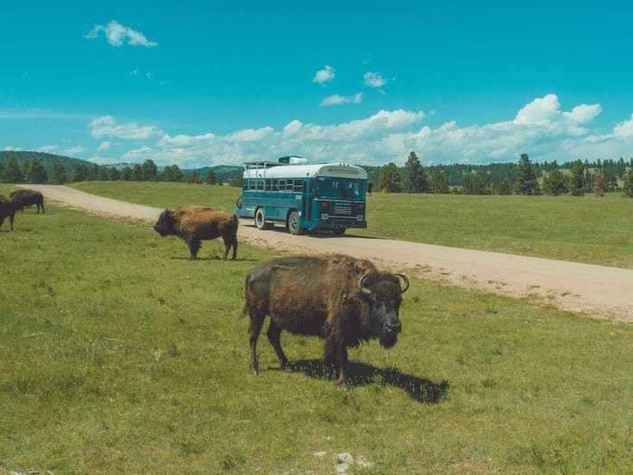 For animals and wildlife, head to the Black Hills in South Dakota.