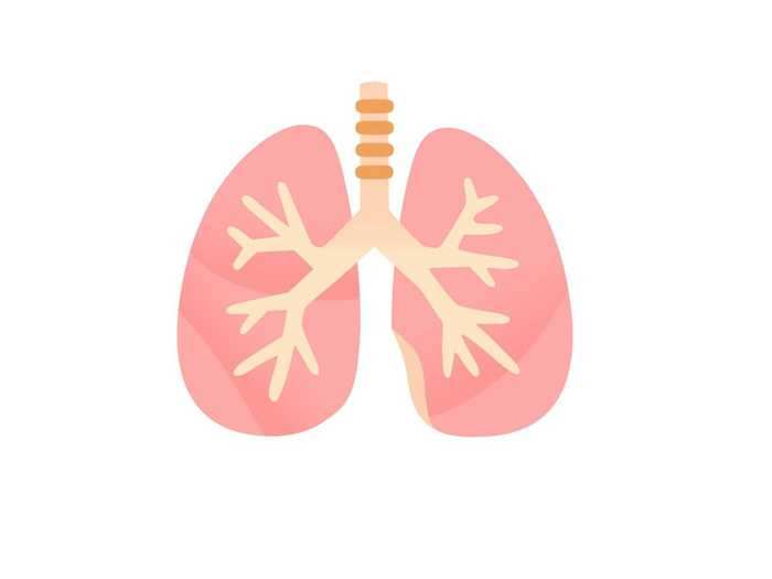 16. Lungs