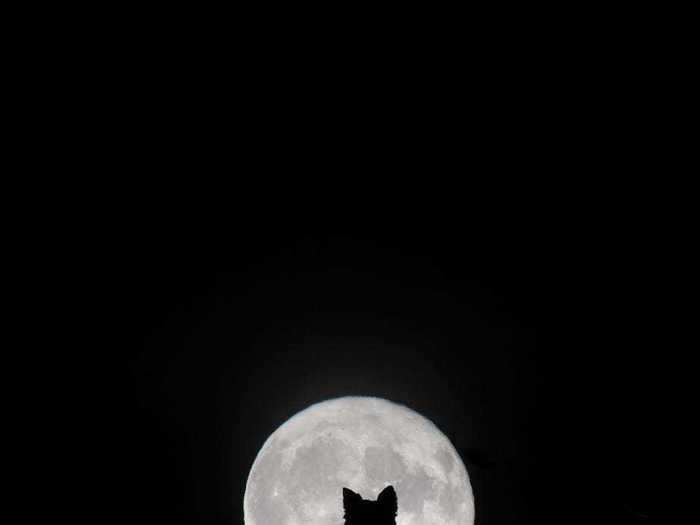 Kirsty Paton, from the UK, took years to capture this image of her dog in front of the moon.