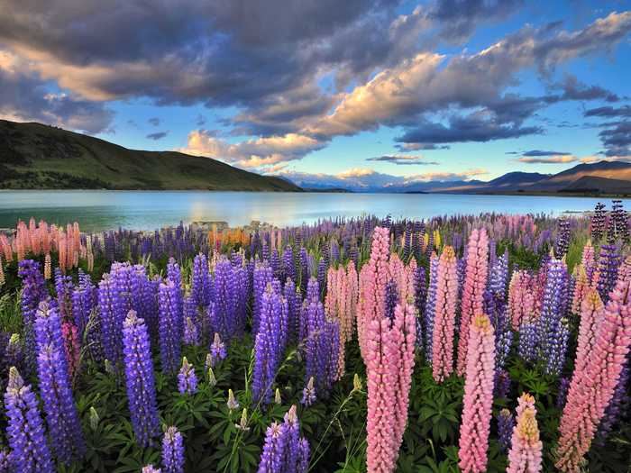 NEW ZEALAND: Lake Tekapo