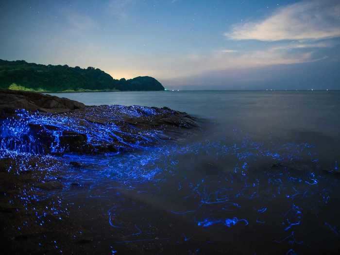 JAPAN: Bioluminescent beach at Toyama Bay