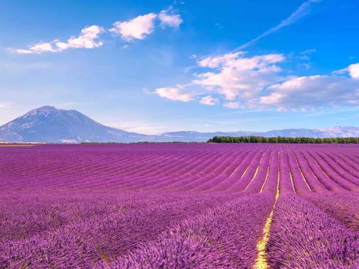 FRANCE: Lavender fields in the Provence region