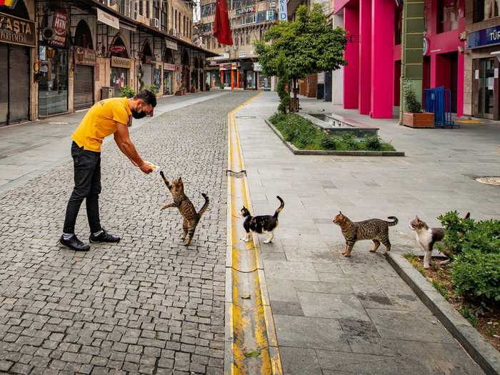 Mehmet Aslan photographed animals giving each other space in "Social Distance Meal Order."