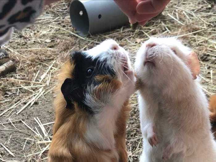 Pet owner Isabelle Merriman used a treat to capture "Guinea Pigs Doing Tricks."