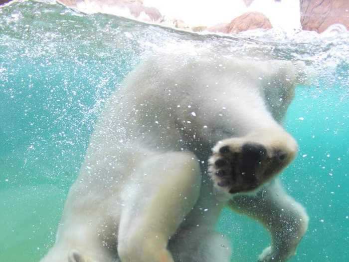 The White Bear House is similar to the Walrus House, with the glass wall half underwater.