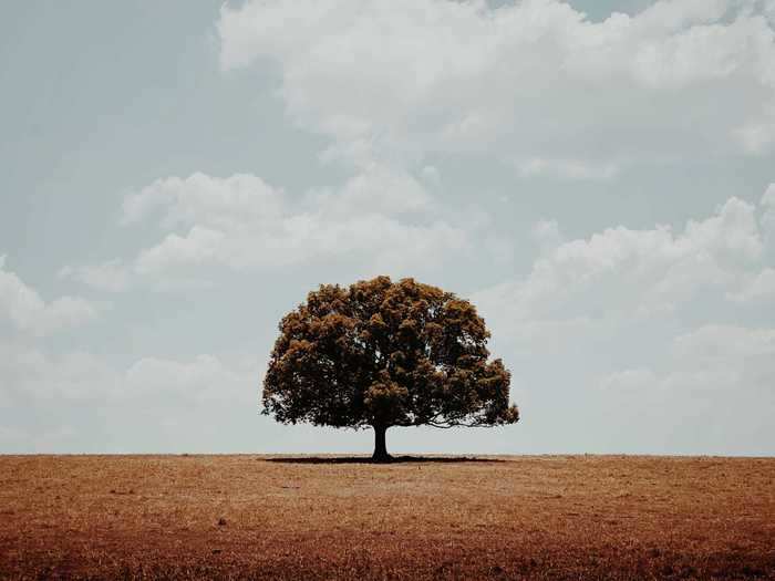 The Trees winner was Glenn Homemann, from Australia, for a photo entitled, "Alone," shot on an iPhone 11 Pro.