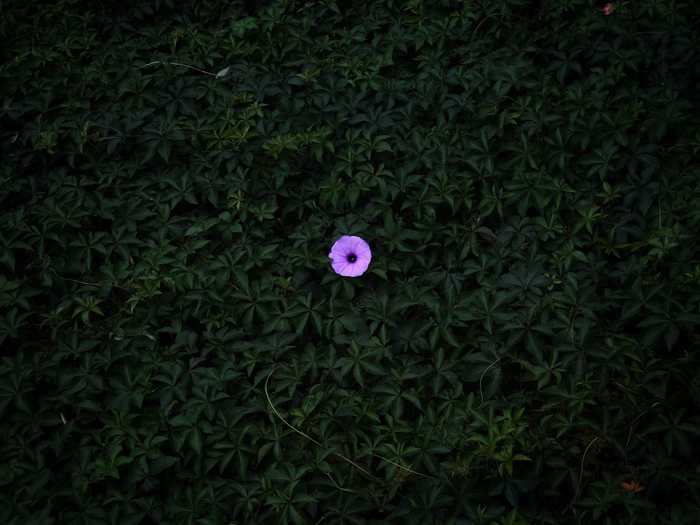 Peiquan Li, from China, was the Floral category winner for an image of a single purple flower among green leaves.