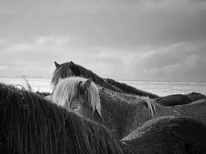 "Horses in the storm," taken on an iPhone X, won Xiaojun Zhang, from China, the Animals category prize.