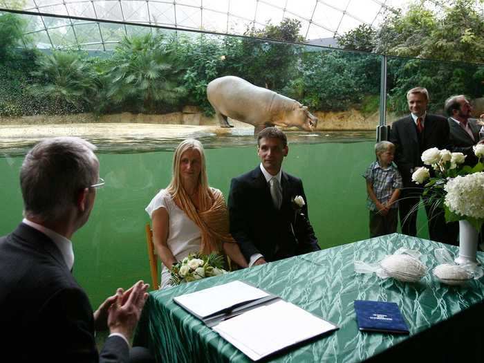 Zoos across the world also allow couples to get married on their property.