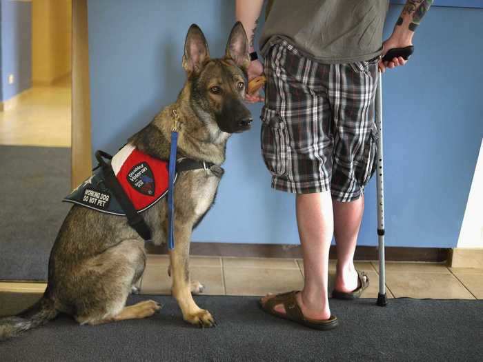 Panzer helps his owner, army veteran Brad Schwarz, cope with his post-traumatic stress disorder (PTSD).