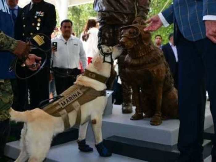 Frida was credited with saving at least 12 lives after a deadly earthquake in Mexico City.