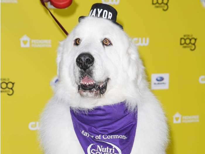 Before he passed away in February 2019, Duke was the mayor of Cormorant Village in Minnesota.