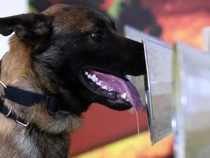 Pups all around the world are being trained to sniff out the coronavirus in public places.