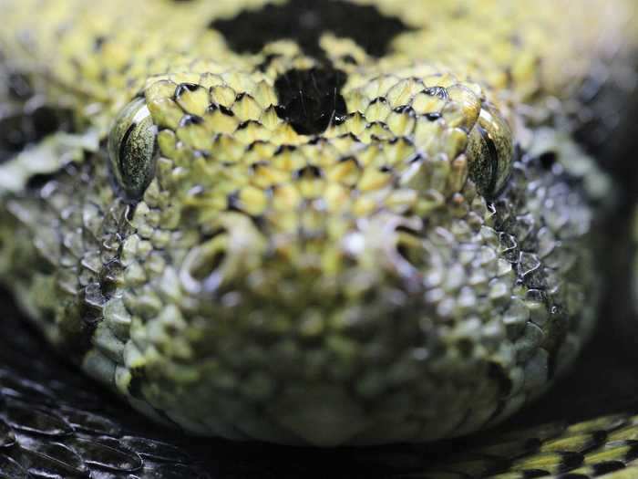 "Ethiopian Mountain Adder" by Daniel Kane was highly commended in the Hearts and Minds category.