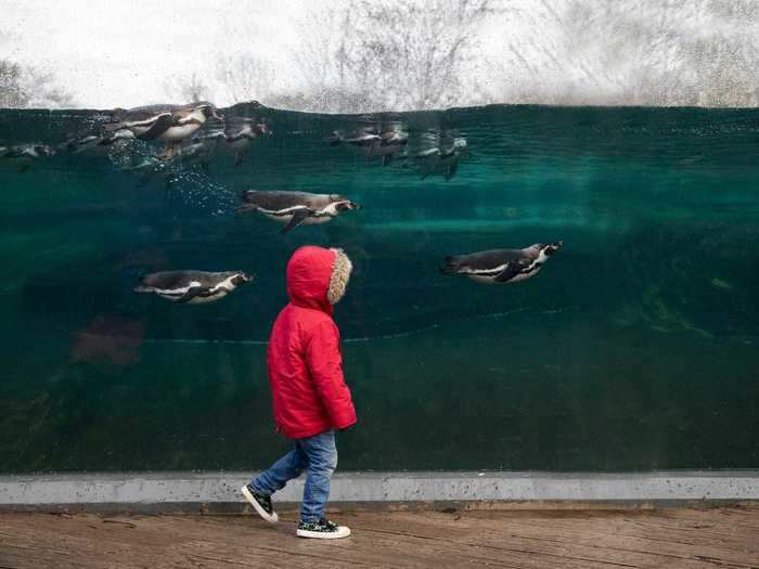 "The Boy in the Red Coat" won first prize in the Life in a BIAZA Collection category.