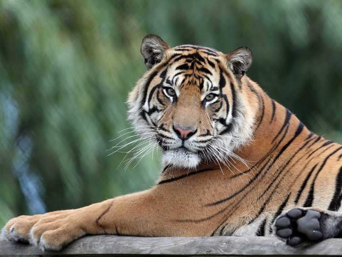 In the US, it is estimated that around 5,000 tigers are kept in captivity, according to the WWF.