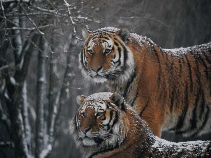 Speaking of which, tigers can consume up to 75 pounds of food in one night, according to Smithsonian