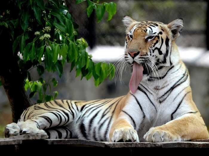 When it comes to hunting for prey, tigers rely on their hearing and sight.