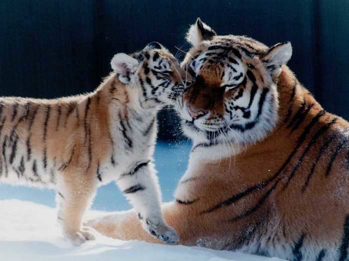 Tigers stay with their mothers until they