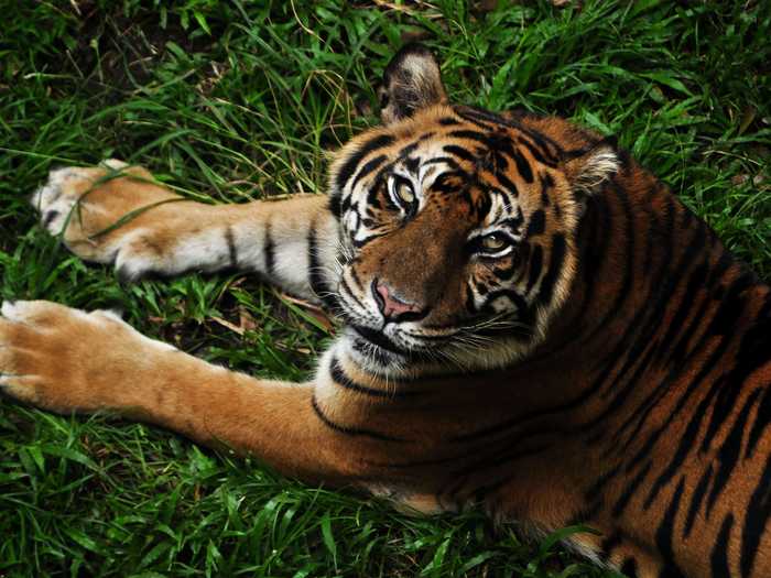 There are fewer than 400 Sumatran tigers left in the world, which has decreased from an estimated population of 1,000 in 1978.