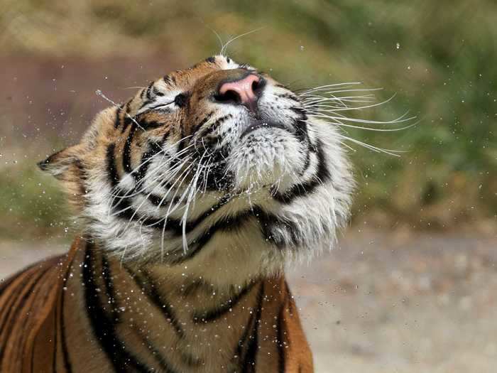 The smallest-weighing tiger is the Sumatran tiger.