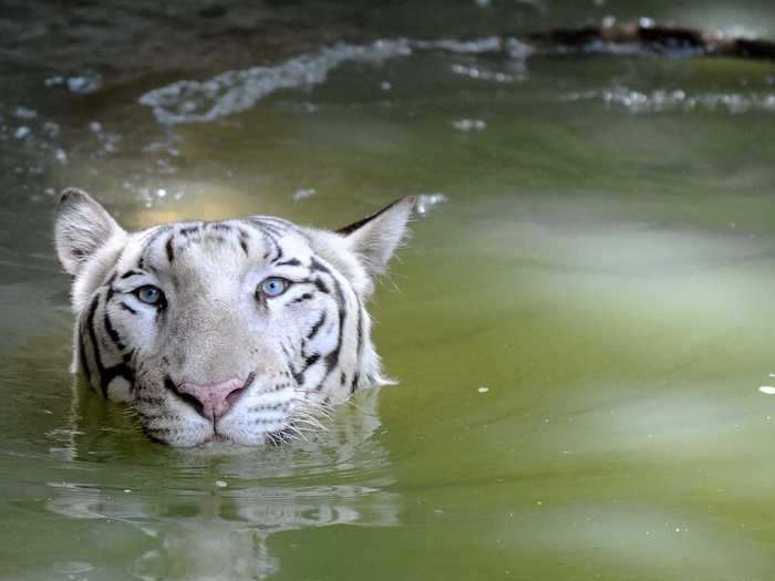 Some Bengal tigers have a white-colored coat.