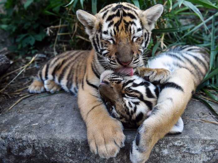 Bengal tigers mostly live in India, and some live in mangrove forests called the Sundarbans.