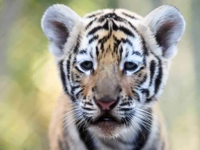 There are about 2,500 Bengal tigers in the wild, making them the most-populous tiger subspecies.