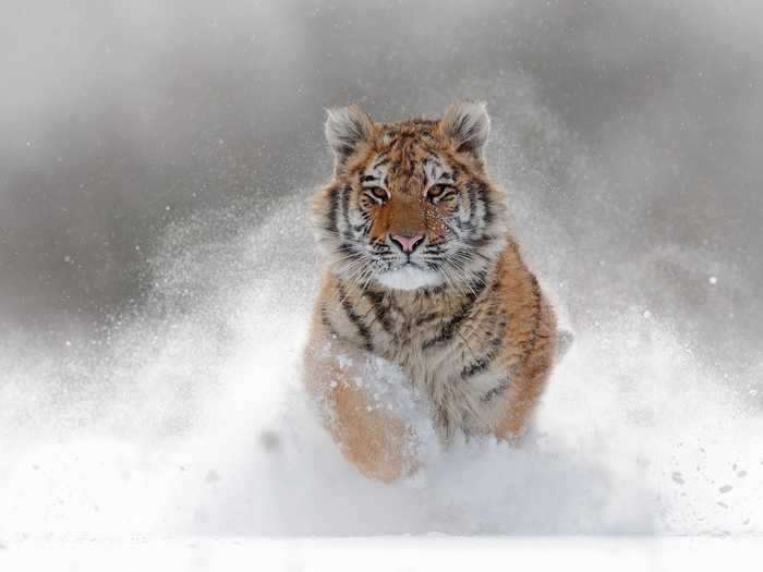 The Siberian tiger has thick, long fur that helps it survive harsh winters in its natural habitat.