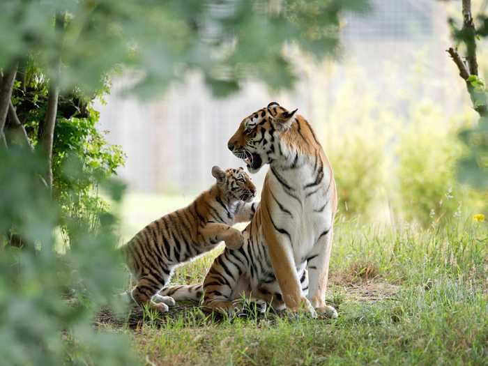 Siberian tigers are the world