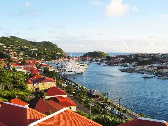 Spot roaming iguanas on Saint Barthélemy island.