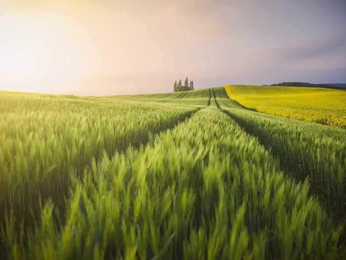 "In the fields" by Sandro Rizzolo