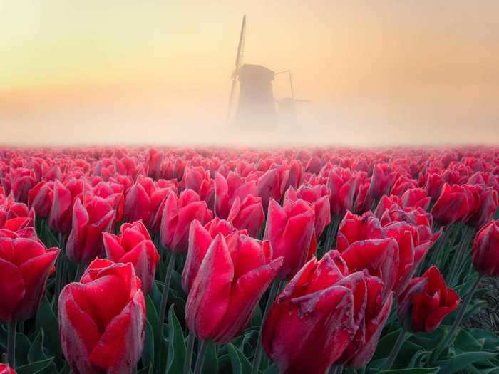 "A sunrise with some fog and tulips is great. With a windmill in the distance, it