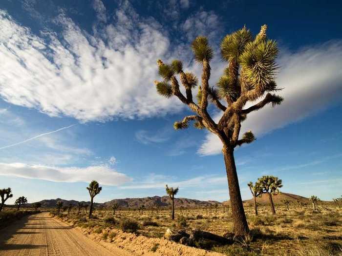 These spindly, prickly trees are the namesake of which national park?