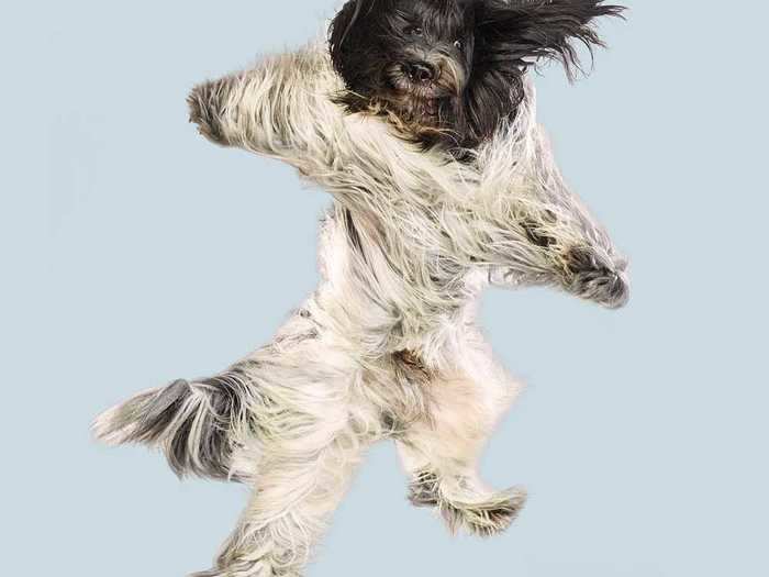 A year later, Christe decided to bring her new dog, a high-energy Spanish water dog called Flinn, and his Frisbee into her studio to capture him jumping.