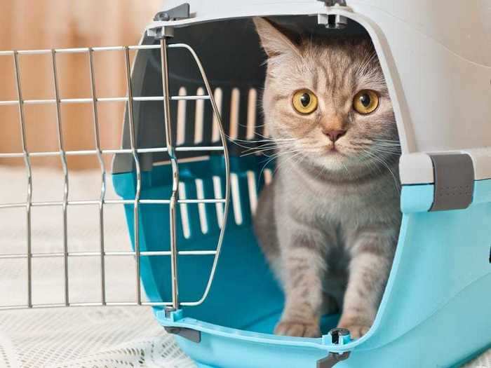 All owners should have their cats screened for feline leukemia.